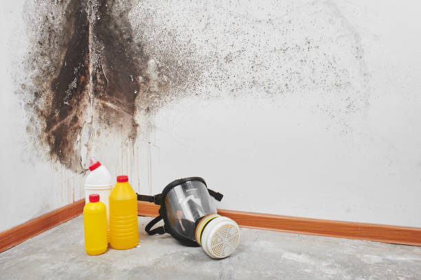 Best Crawl Space Mold Removal  in Nellysford, VA