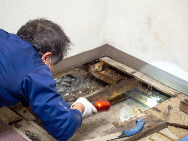 Best Mold Remediation  in Nellysford, VA