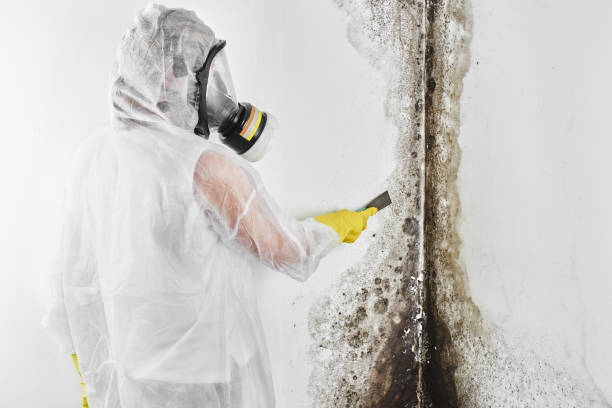 Best Fast Mold Removal  in Nellysford, VA