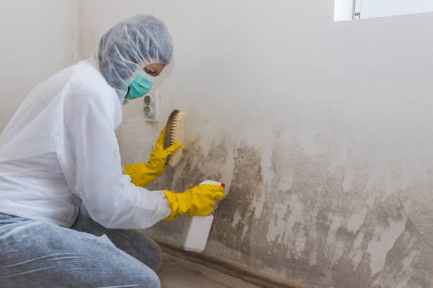 Best Black Mold Removal  in Nellysford, VA