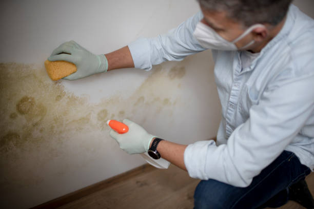 Best Mold Removal Specialists  in Nellysford, VA