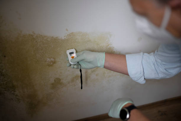 Best Certified Mold Removal  in Nellysford, VA