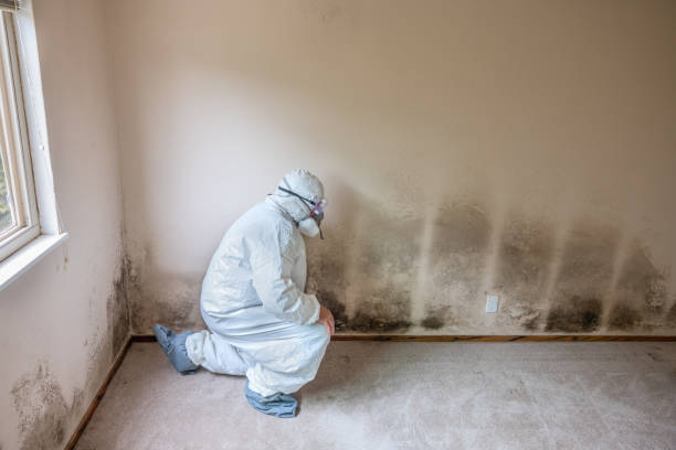Best Mold Removal Company Near Me  in Nellysford, VA
