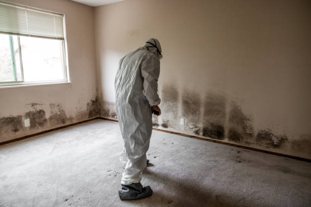Best Office Mold Removal Services  in Nellysford, VA