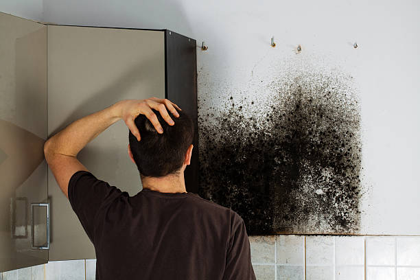 Best Local Mold Removal Service  in Nellysford, VA
